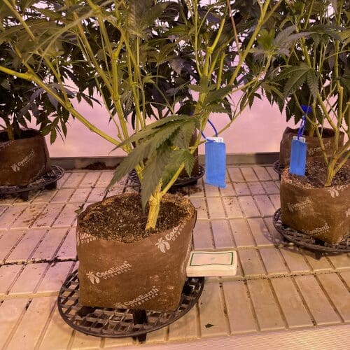 Dro Sensor